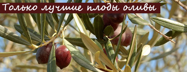 Интересная информация об оливковом масле Terra Creta